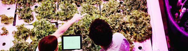 Engineers check plant growth in a greenhouse under specialized horticultural lighting.